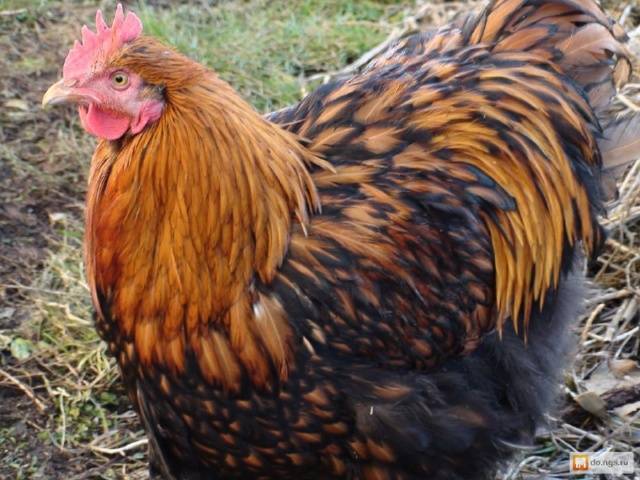 Fawn Orpingtons (Gold, gelb, schwarz umrandet)