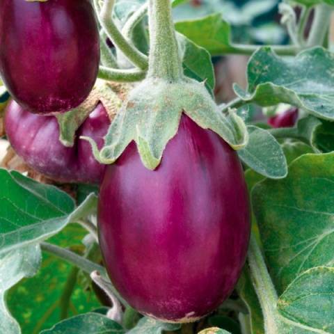 Amatista