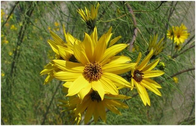 Weiden-Sonnenblume