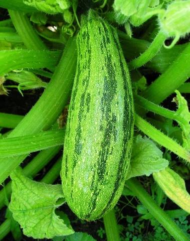 Zebra (Zucchini)