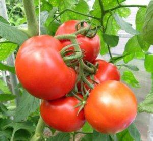 Tomaten Openwork