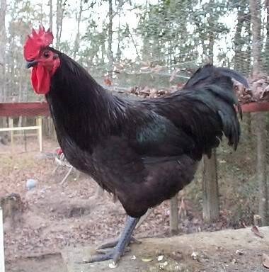 Jersey óriás