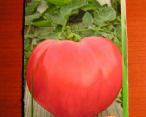 Ballena rosa