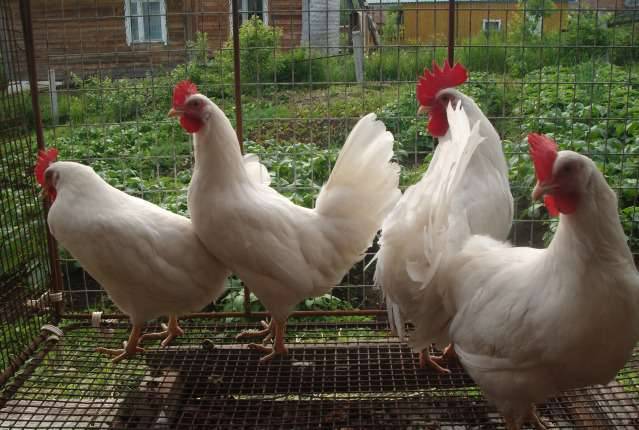Mini Leghorns