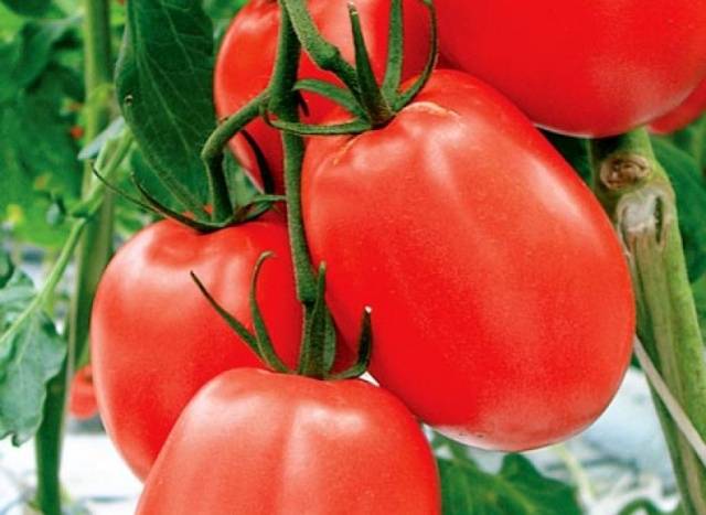 Tomato Adeline