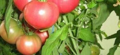 Tomaten-Eisberg