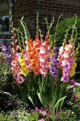Gladioli v krajinářském designu