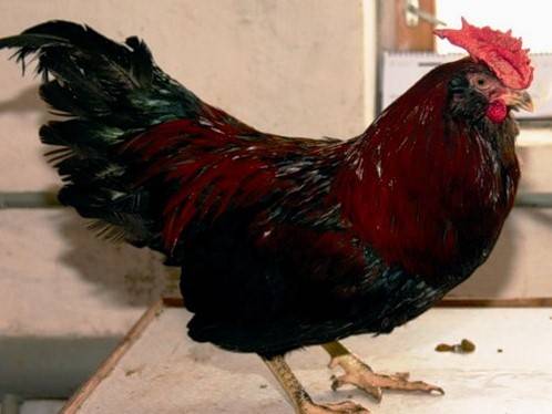 Ushanka Huhn