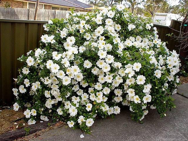 Rosa llisa
