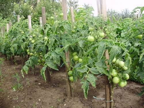 Sello de frutos grandes
