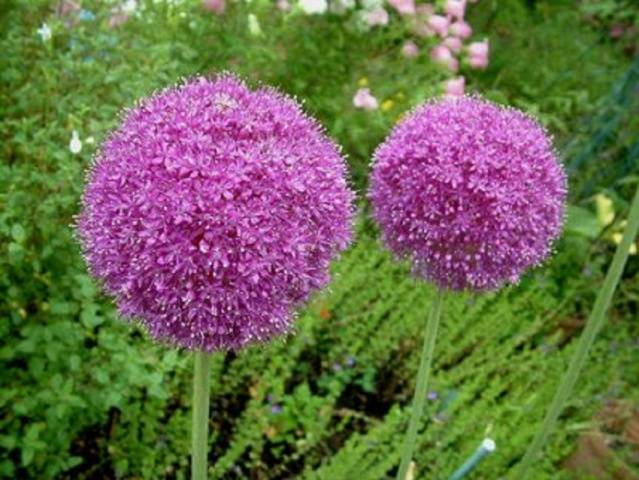 Garden bows