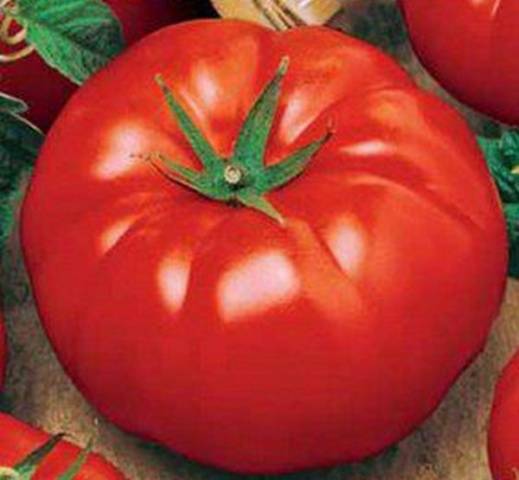 Tomato Bovine forehead