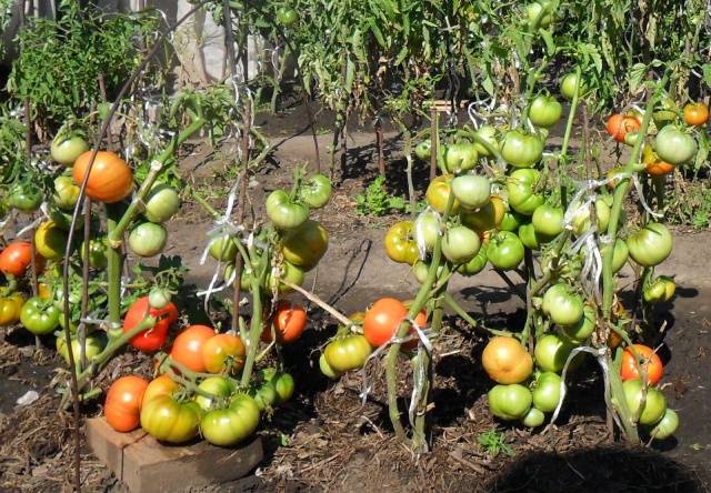 Wann man Tomatensämlinge auf offenem Boden pflanzt