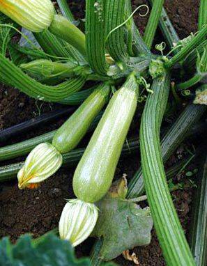 Scilli