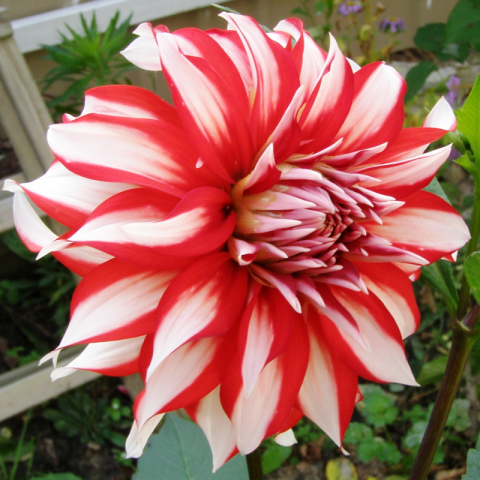 Dalia, santa claus