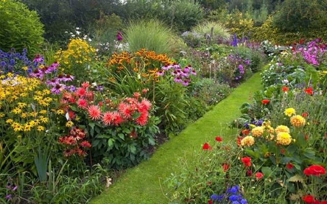 Dahlias Funny guys: