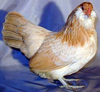 Csirkék Ameraucana