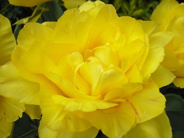 Tulip Monte Carlo