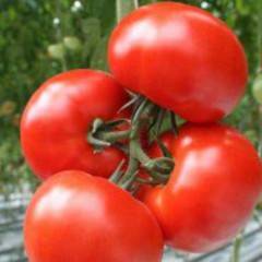 Variedad Polonez F1