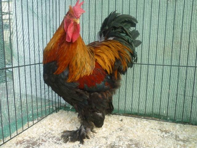 Raza de pollos Cochinquin