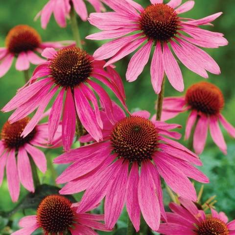 Echinacea