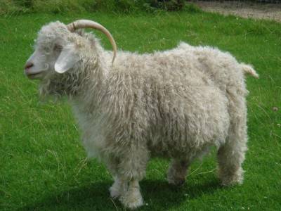 Raza angora