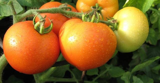 Tomatendiva