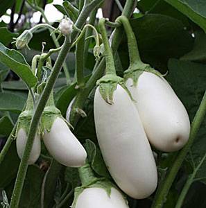Sabor a hongos