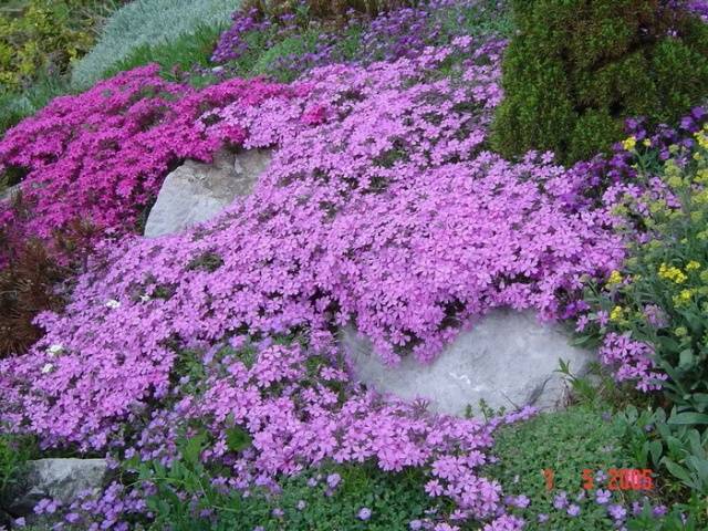 Subulat de Phlox