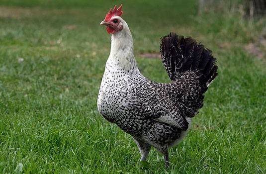 Fayumi Huhn
