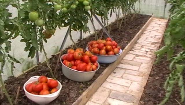 Ídolo de tomate