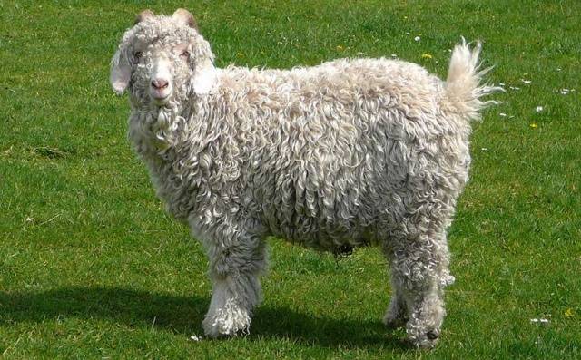 Cabras de angora