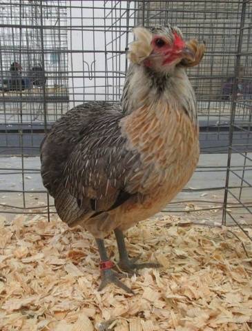 Csirkék Ameraucana