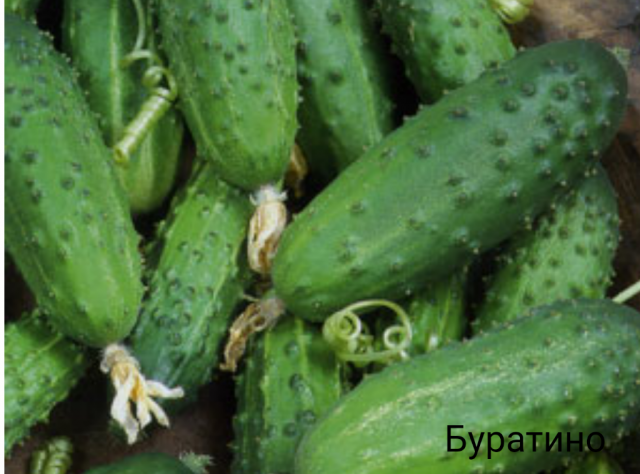Πινόκιο