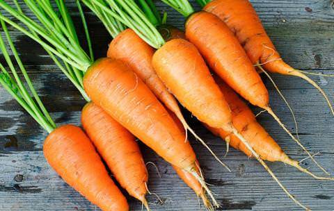 Carotel