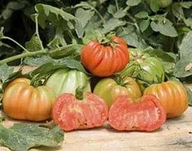 Abruzos