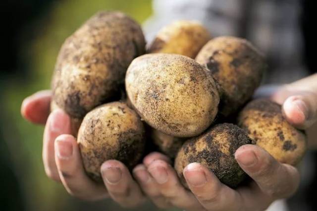 Procesamiento de papas antes de plantar