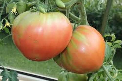 Ballena rosa