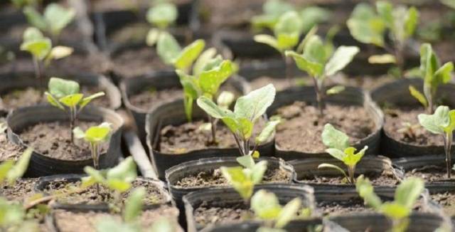 Plantando berinjelas para mudas