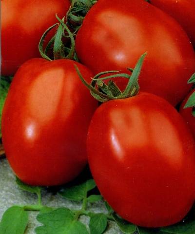 Tomato Adeline