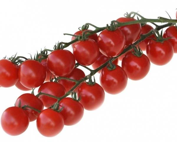 Uva, Variedad Elite