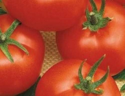 Tomaten-Eisberg