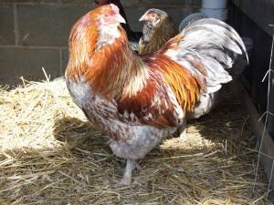 Csirkék Ameraucana