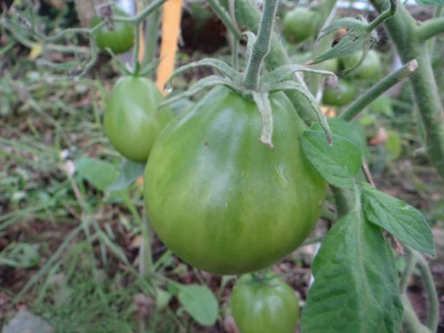Trufa japonesa de tomate