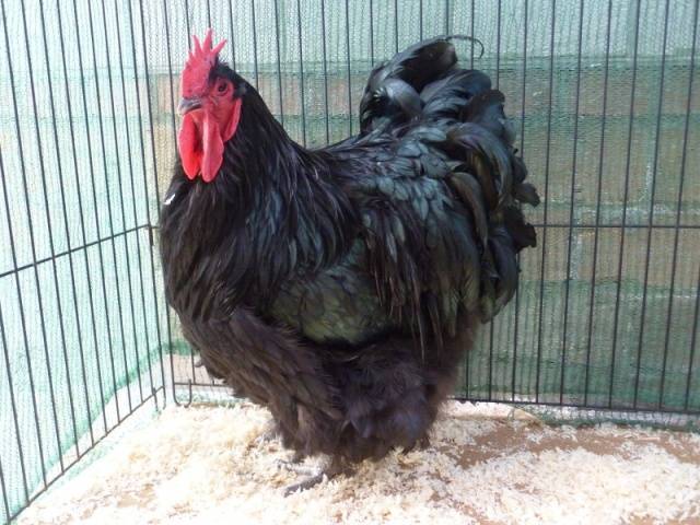Schwarze Orpingtons