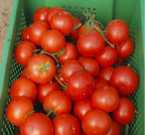 Tomatendiva