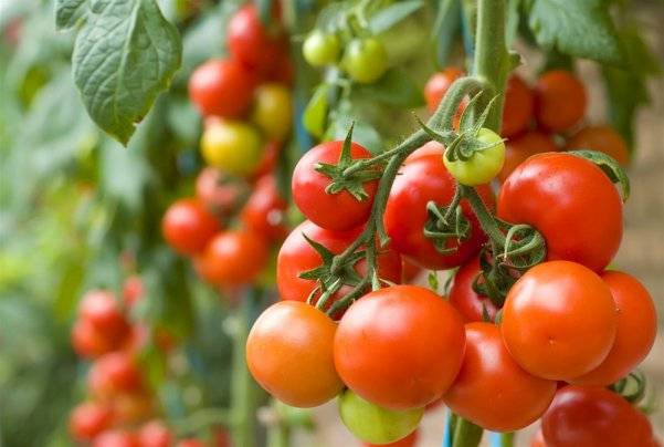 Tomate Anastasia