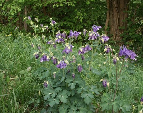 Aquilegia