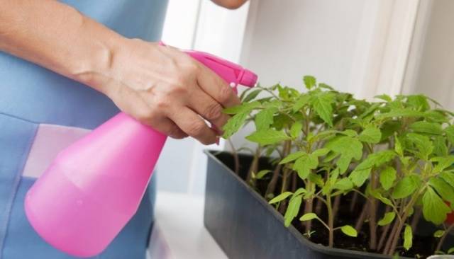 Cuidado de mudas de tomate