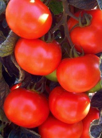 Variedad Townsville F1